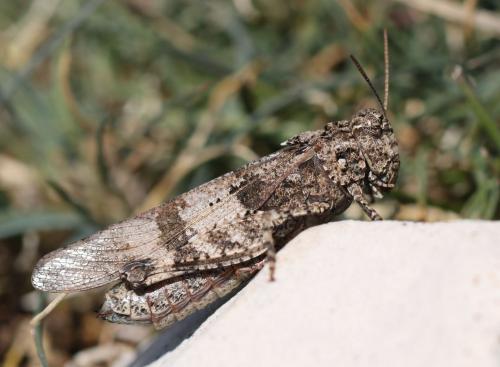 Réf. 217 264 : Oedipoda caerulescens